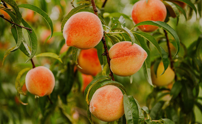 Are Peaches Good For Acne