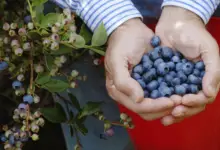 Is Manure Good for Blueberries? Which is the Best Manure?
