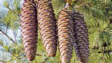 Is Pinecone a Fruit