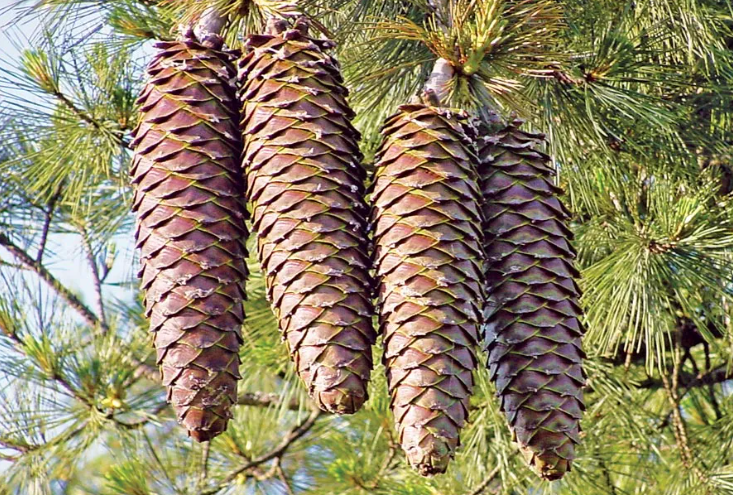 Is Pinecone a Fruit