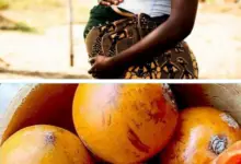 benefits of agbalumo in pregnancy