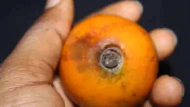 What Is Agbalumo Called In English
