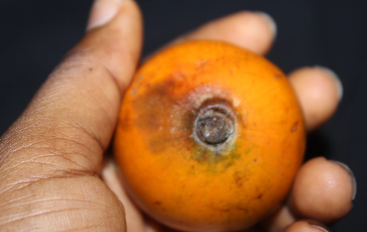 What Is Agbalumo Called In English
