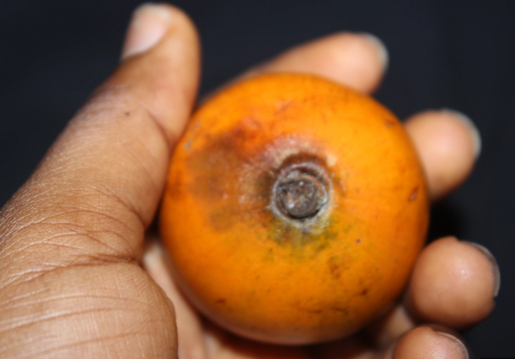 What Is Agbalumo Called In English