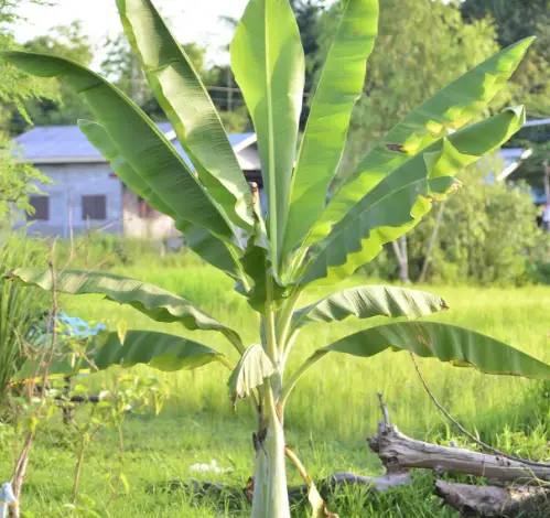 How to Transplant a Banana Tree: A Complete Guide