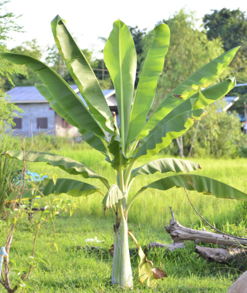 How to Transplant a Banana Tree: A Complete Guide