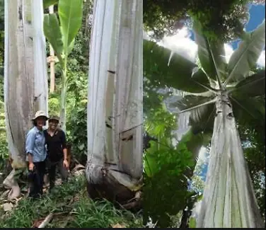 World's Largest Banana Tree