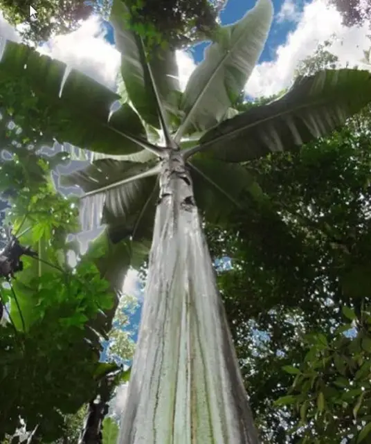 What Is the World's Largest Banana Tree,World's Largest Banana Tree, FruitoNix