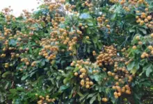 How to Plant Agbalumo Tree: A Complete Guide