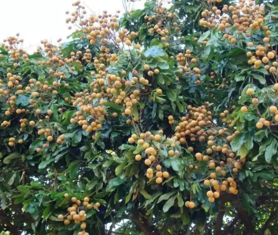 How to Plant Agbalumo Tree: A Complete Guide