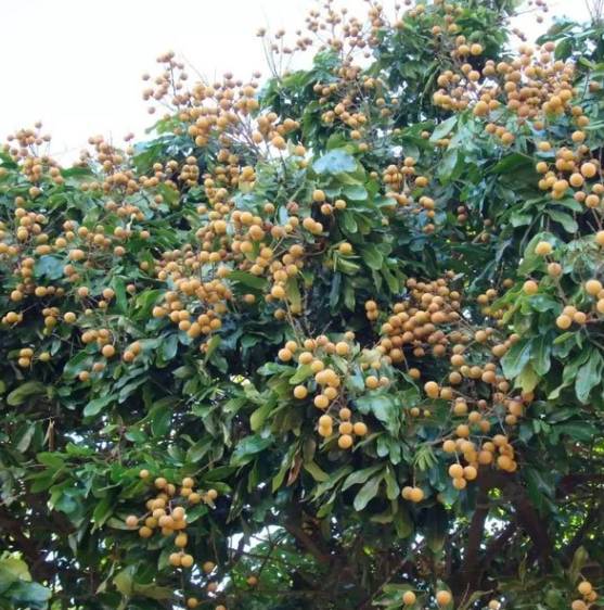 How to Plant Agbalumo Tree: A Complete Guide