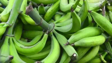 Is Unripe Plantain Good For Weight Loss?