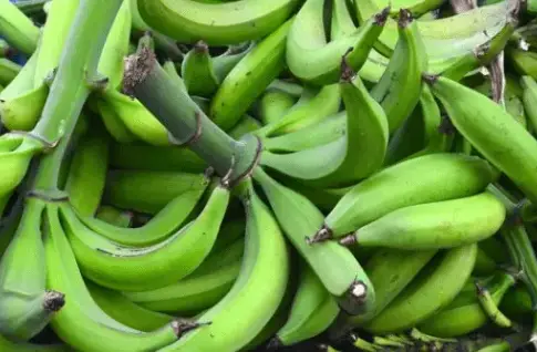 Is Unripe Plantain Good For Weight Loss?