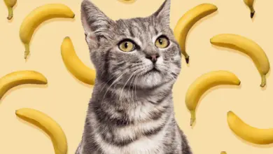Why Are Cats Scared Of Bananas