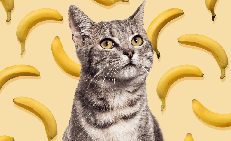 Why Are Cats Scared Of Bananas
