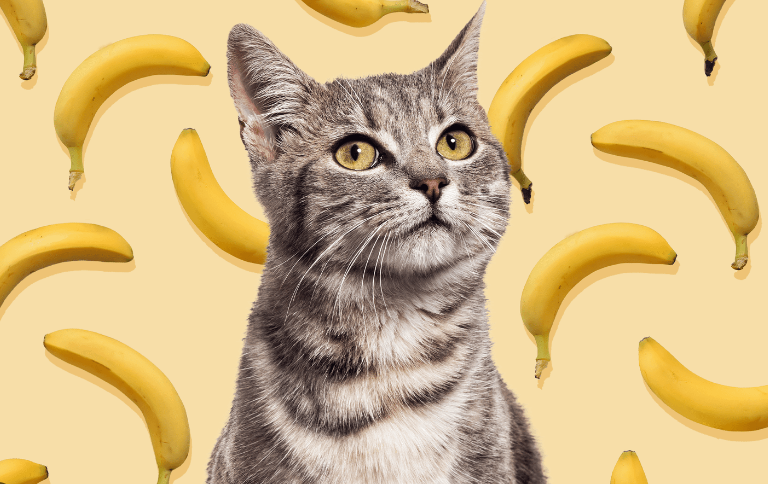 Why Are Cats Scared Of Bananas