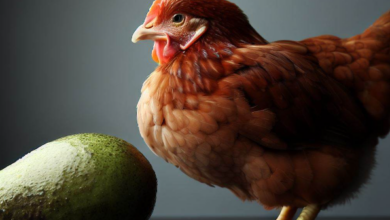 Can Chickens Eat Avocado? All You Need To Know