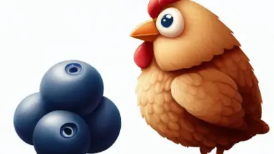 Can Chickens Eat Blueberries? [Yes or No]