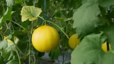 How To Pick Good Honeydew Melon