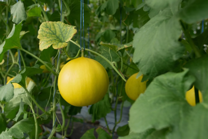 How To Pick Good Honeydew Melon