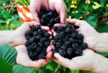 Are Blackberries Good For Your Skin