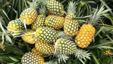 What Happens If You Eat a Lot of Pineapples