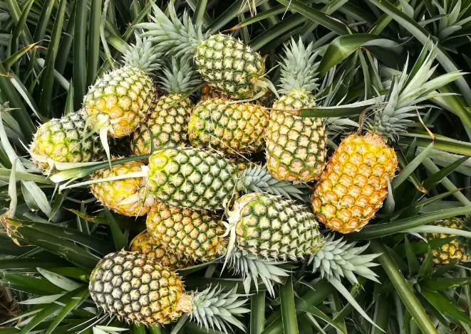 What Happens If You Eat a Lot of Pineapples