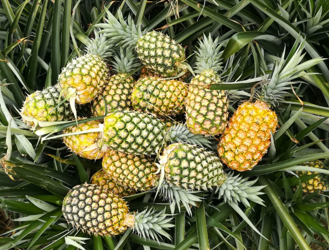 What Happens If You Eat a Lot of Pineapples