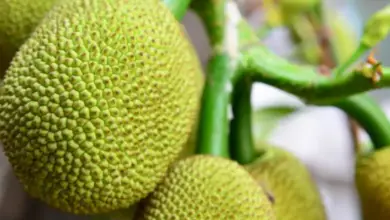 How To Store Jackfruit Properly
