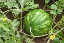 Gardener's Guide: The Best Fertilizer for Watermelons