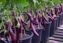 The Best Fertilizer For Eggplant