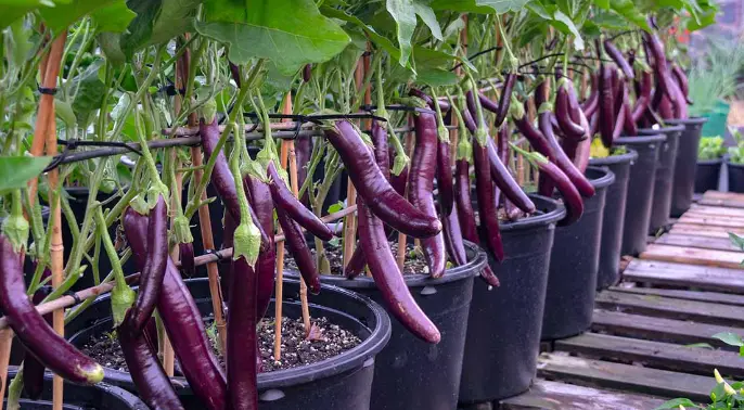 The Best Fertilizer For Eggplant