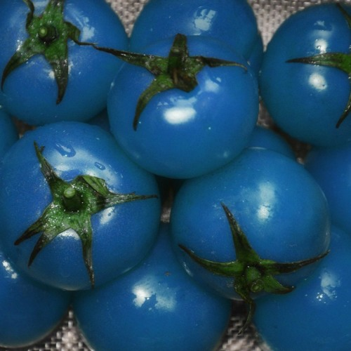 Fruits That Are Blue In Color, FruitoNix