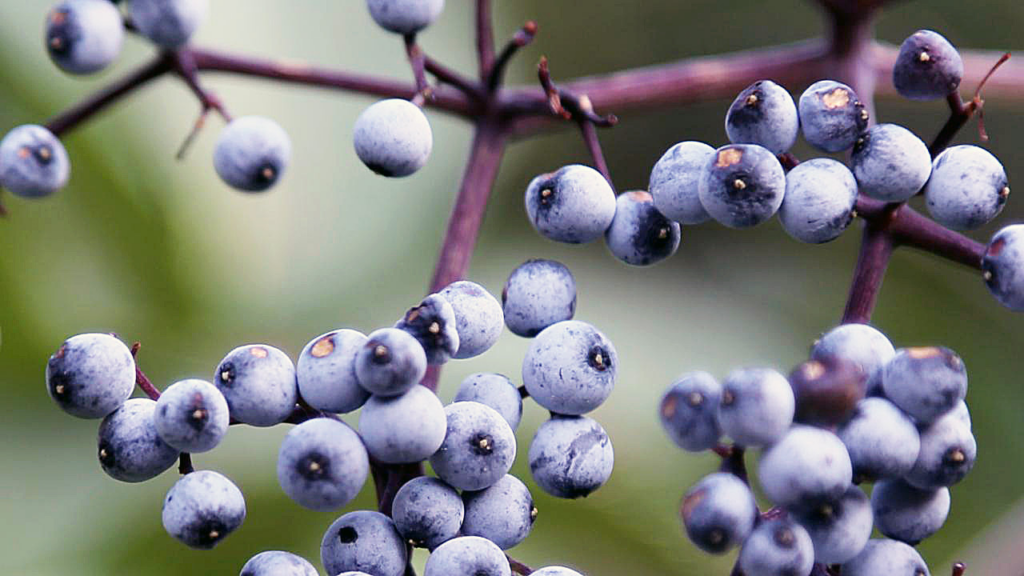 Fruits That Are Blue In Color, FruitoNix