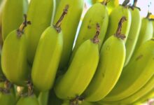 Are Bananas Good For Glaucoma