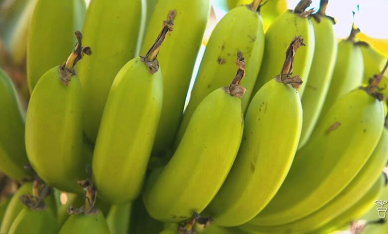 Are Bananas Good For Glaucoma