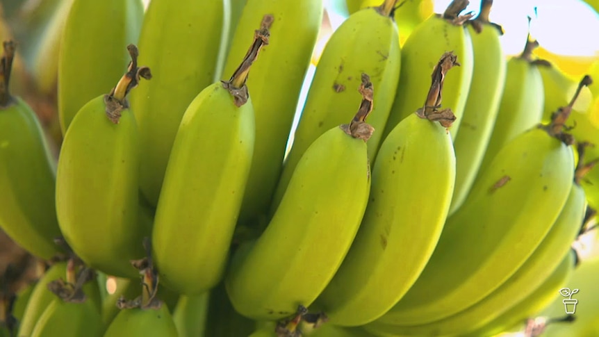 Are Bananas Good For Glaucoma