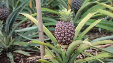 How Long Does It Take A Pineapple To Mature?