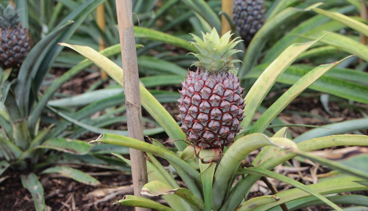 How Long Does It Take A Pineapple To Mature?