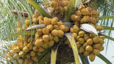 Best Fertilizer for Coconut Tree