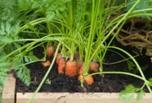 Best Fertilizer For Carrots