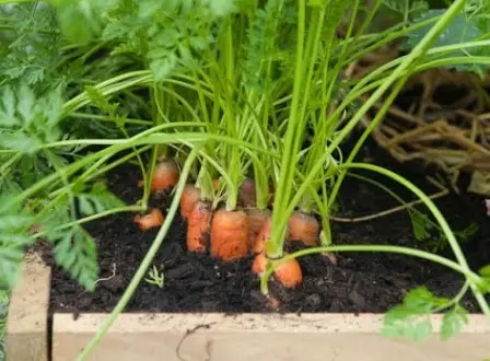 Best Fertilizer For Carrots