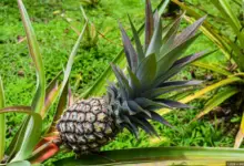 Best Fertilizer For Pineapple