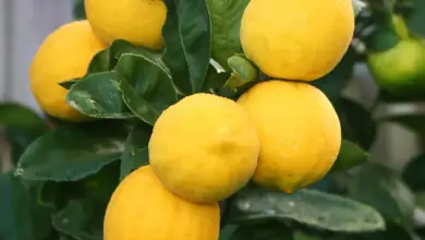 7 Incredible Health Benefits Of Eating Meyer Lemons