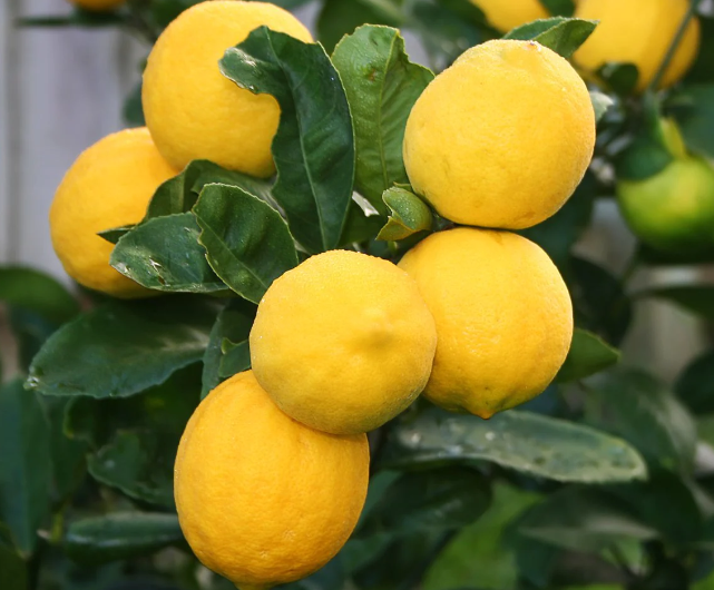 7 Incredible Health Benefits Of Eating Meyer Lemons