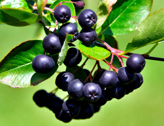 Benefits of Chokeberry