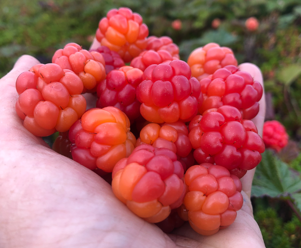 Health Benefits Of Cloudberry