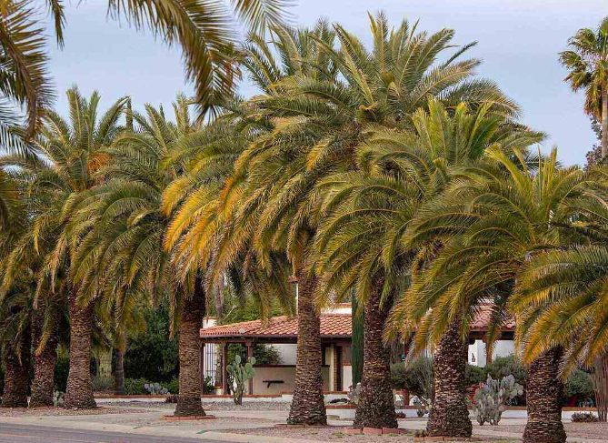 Are Palm Trees Real Trees