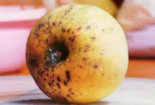 Can Overripe Mango Make You Sick