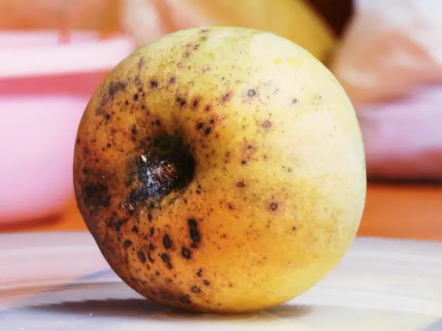 Can Overripe Mango Make You Sick